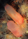 Ascidia virginea