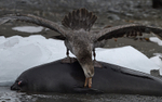 Giant Petrel on Elephant seal carcass