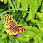 Great Spangled Fritillary  Speyeria cybele