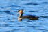 Great Crested Grebe showing tongue, Farmoor Reservoir