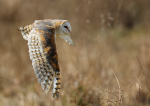 Barn Owl