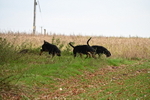 WJ6_9367