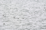 Red-necked Phalaropes