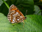 Heath Fritillary
