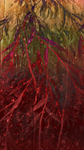M70  Holy Innocents Day