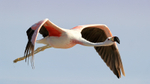 Andean Flamingo close fly-past, Laguna Chaxas, Chile