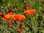 Shoreham Fort - 82