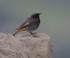 Black Redstart