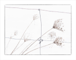 WINTER WEEDS, 2016 - NORFOLK COUNTY