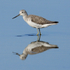 Greenshank reflection in the lagoon, Brownsea Island