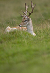 Fallow Deer ref fd 14c