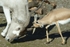 Addax