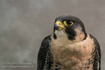 Peregrine Falcon