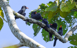 Nun Birds