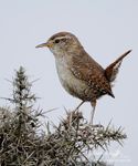 Wren 050609