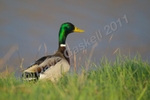 Mallard Duck Male DSC_6607