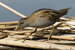 Little Crake  (m)