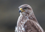 Buzzard