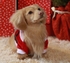 Teddy Christmas