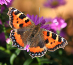 Small Tortoiseshell