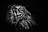 Amur Tiger-RLP_9314