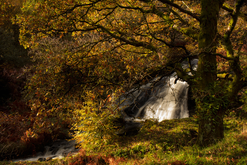 Fall into Autumn