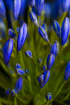 Flower - 5109