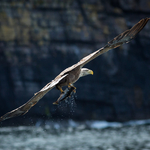 White-tailed Eagle
