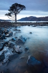 Scots pine Loch Maree 007A2124 2