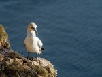 Gannet