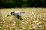 Heron 210812 6