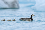 Barnacle Goose & goslings, Jokulsarlon, Iceland