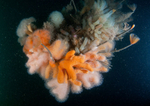 Marine life clings to promontory of ship wreck 1