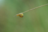 Snail at Ballyhiernan beach