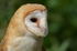 Barn Owl