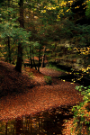forest peek