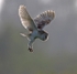 Barn Owl