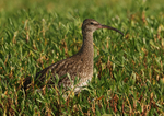 Whimbrel