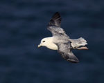 Northern Fulmar glides past close, Dunnet Head, Scotland