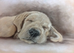 'Sweet Dreams'