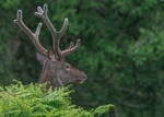 Red Deer