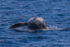 HB Calf Breach 5. 0A3A8067