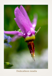 Dodecatheon meadia 3