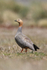 Ruddy-headed Goose, Carcass Island, Falkland Islands