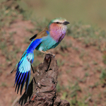 Lilac-breasted Roller stretching its wings while perched on a log