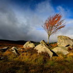Tree On The Rocks