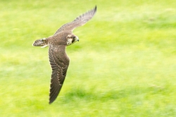 Peregrine in Flight