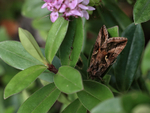 Silver Y moth on Hebe, Oxfordshire, UK
