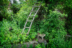 Overgrown Backyard with Friendly Cat | Gherdeal, Romania