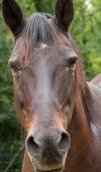 AnimalsCreatures _0008